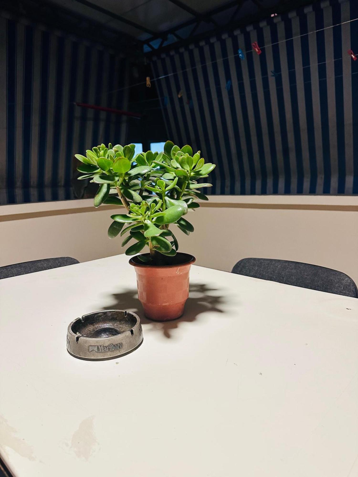 Apartment Cozy With Terrace Tirana
